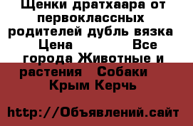 Щенки дратхаара от первоклассных  родителей(дубль вязка) › Цена ­ 22 000 - Все города Животные и растения » Собаки   . Крым,Керчь